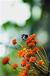 Gros plan d'un papillon de Doris (Heliconius Doris) pollinisation des fleurs