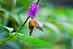 Nahaufnahme von einem Tiger Mantis (Heliconius Hecale) Schmetterling Blüten bestäubenden