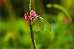 Gros plan d'un papillon de soufre Lyside (Kricogonia lyside) la pollinisation d'une fleur