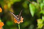 Gros plan de la pollinisation d'une fleur papillon grand porte-queue (Papilio Cresphontes)
