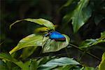 Gros plan d'un papillon Morpho bleu (Morpho Menelaus) sur une feuille