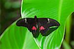 Gros plan d'un papillon Ruby-Spotted machaon (Papilio Anchisiades) sur une feuille