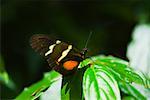 Gros plan d'un papillon de Doris (Heliconius Doris) sur une plante