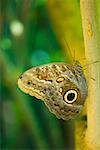 Gros plan d'un papillon chouette (Caligo Eurilochus) sur une feuille