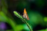 Close-up of a butterfly on a stem