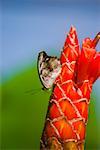 Close-up of a Mexican Catone (Catonephele Mexicana) butterfly pollinating a flower