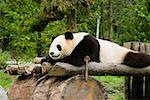 Close-up of a panda (Alluropoda melanoleuca) resting on a wooden platform