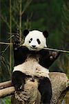 Gros plan d'un panda (Alluropoda melanoleuca) à mâcher un bâton
