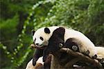 Panda (Alluropoda melanoleuca) reposant sur une structure en bois