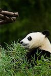 Profil de côté d'un panda (Alluropoda melanoleuca) assis dans un champ
