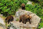 High angle view of three Grizzly bears (Ursus arctos horribilis) in a forest
