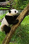 Side profile of a panda (Alluropoda melanoleuca) climbing a tree trunk