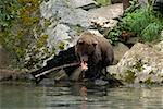 Grizzly bear (Ursus arctos horribilis) eating a salmon