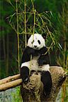 Nahaufnahme von einem Panda (Alluropoda Melanoleuca) hält einen Bambusstock