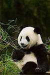 Gros plan d'un panda (Alluropoda melanoleuca) holding plant de bambou