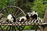 Three pandas (Alluropoda melanoleuca) sitting on a wooden platform