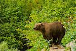 Grizzli (Ursus arctos horribilis), debout sur un rocher