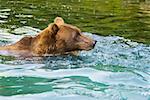 Grizzli (Ursus arctos horribilis) nageant dans l'eau