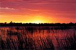 Sunset over the swamp, Okavango Delta, Botswana