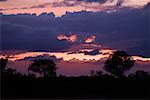 Nuages au-dessus d'une forêt au crépuscule, Afrique du Sud