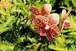 Gros plan de fleurs dans un jardin botanique, le jardin botanique Tropical de Hawaii, Hilo, archipel de Big Island, Hawaii, USA