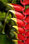 Nahaufnahme von ein paar rote Blumen in einem botanischen Garten, Hilo, Hawaii Tropical Botanical Garden, Big Island, Hawaii Inseln,