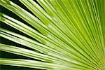 Nahaufnahme von einem grünen Blatt in einem botanischen Garten, Hawaii Tropical Botanical Garden, Hilo, Inseln Big Island, Hawaii, USA