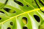 Close-up of Philodendron Leaf, Hawaii Tropical Botanical Garden, Hilo, Big Island, Hawaii Islands, USA