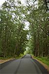 Bäumen gesäumt-Straße, die durch eine Landschaft, Kalapana, Big Island, Hawaii Islands, Vereinigte Staaten