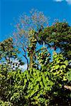 Trees in a forest, Hilo, Big Island, Hawaii Islands, USA