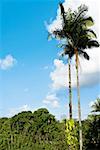 Low angle view of palm trees, Hilo, Big Island, Hawaii Islands, USA