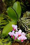 Nahaufnahme der Blüten in einem botanischen Garten, Hawaii Tropical Botanical Garden, Hilo, Inseln Big Island, Hawaii, USA