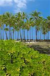 Palmen an der Küste, Puuhonua O Honaunau National Historical Park, Kona Küste, Inseln Big Island, Hawaii, USA