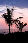 Silhouette der Bäume bei Dämmerung, Pakini Nui Windprojektes, South Point, Inseln Big Island, Hawaii, USA
