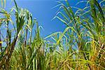 Sugarcane plants in a field, Akaka Falls State Park, Hilo, Big Island, Hawaii Islands, USA