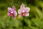 Close-up of flowers, Hawaii Tropical Botanical Garden, Hilo, Big Island, Hawaii Islands, USA