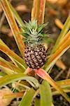 Close-up of a pineapple plant in a botanical garden, Hawaii Tropical Botanical Garden, Hilo, Big Island, Hawaii Islands, USA