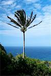 Palm Baum am Strand, wogenden Pololu Valley, Kohala, Big Island Hawaii Islands, Vereinigte Staaten
