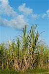 Zuckerrohr in einem Feld, die Inseln von Hawaii, USA