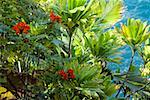 Pflanzen in einem botanischen Garten, Hawaii Tropical Botanical Garden, Hilo, Inseln Big Island, Hawaii, USA