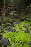 Bäume in einem Wald, Pololu Valley, Kohala, Inseln Big Island, Hawaii, USA