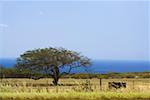 Tree in a field, Pololu Valley, Kohala, Big Island, Hawaii Islands, USA