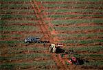 Travailleurs agricoles en floraison peach orchard, Géorgie