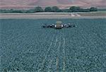 Harvesting field of cauliflower