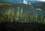 Bäume getötet durch Lavaströme, Hawaii