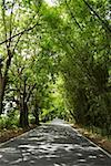 Road passing through a forest, Puerto Rico