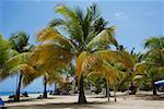 Palmiers sur la plage, plage Luquillo, Puerto Rico