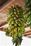 Gros plan des grappes de bananes suspendus au plafond