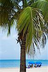 Palm tree on the beach, Luquillo Beach, Puerto Rico