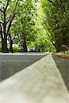 Road passing through a forest, Puerto Rico